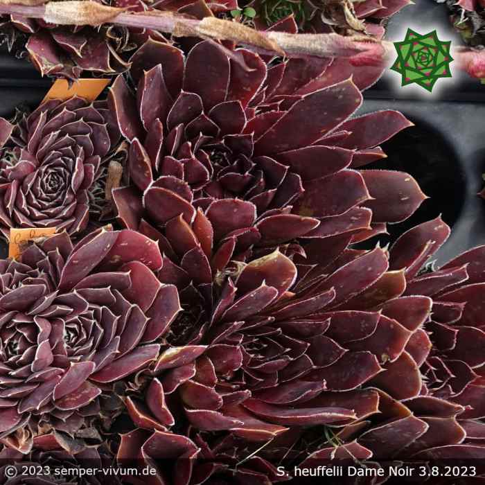 Sempervivum heuffelii 'Dame Noir'