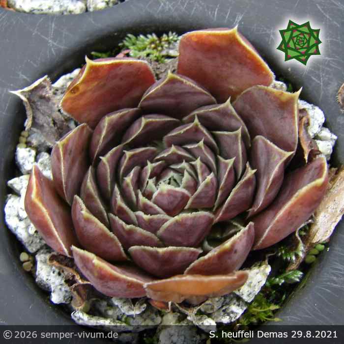 Sempervivum heuffelii 'Demas'