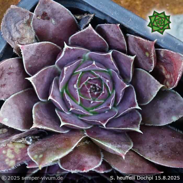 Sempervivum heuffelii 'Dochpi'