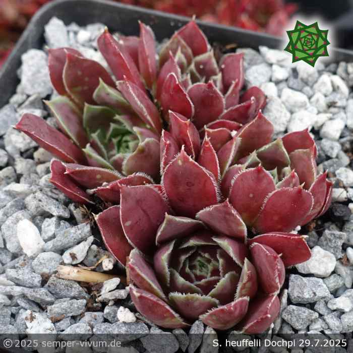 Sempervivum heuffelii 'Dochpi'