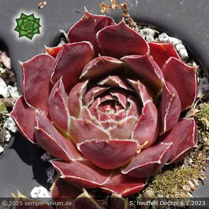 Sempervivum heuffelii 'Dochpi'