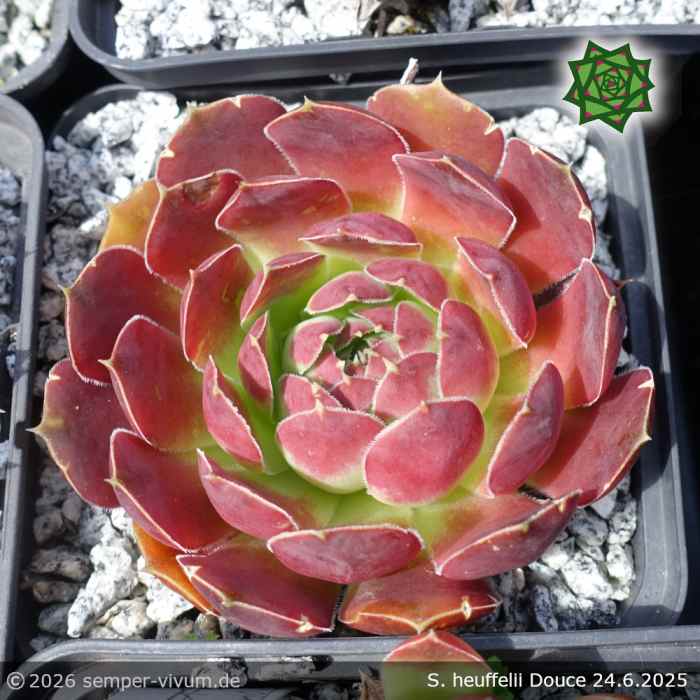 Sempervivum heuffelii 'Douce'