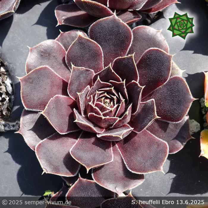 Sempervivum heuffelii 'Ebro'