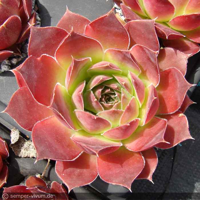 aufgenommen am 10.6.2019