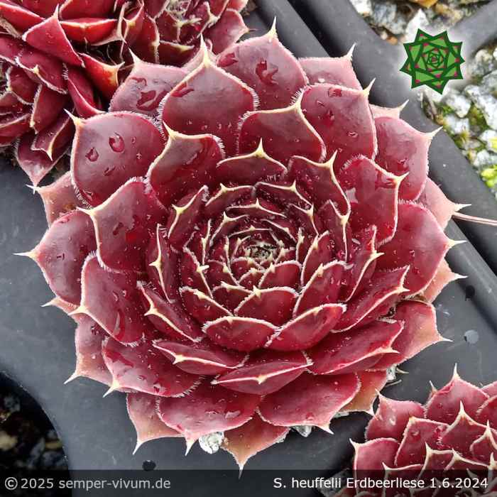 Sempervivum heuffelii 'Erdbeerliese'
