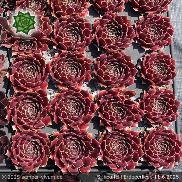 Sempervivum heuffelii 'Erdbeerliese'