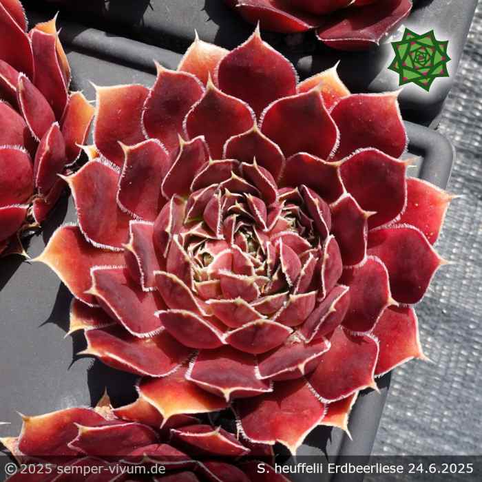 Sempervivum heuffelii 'Erdbeerliese'