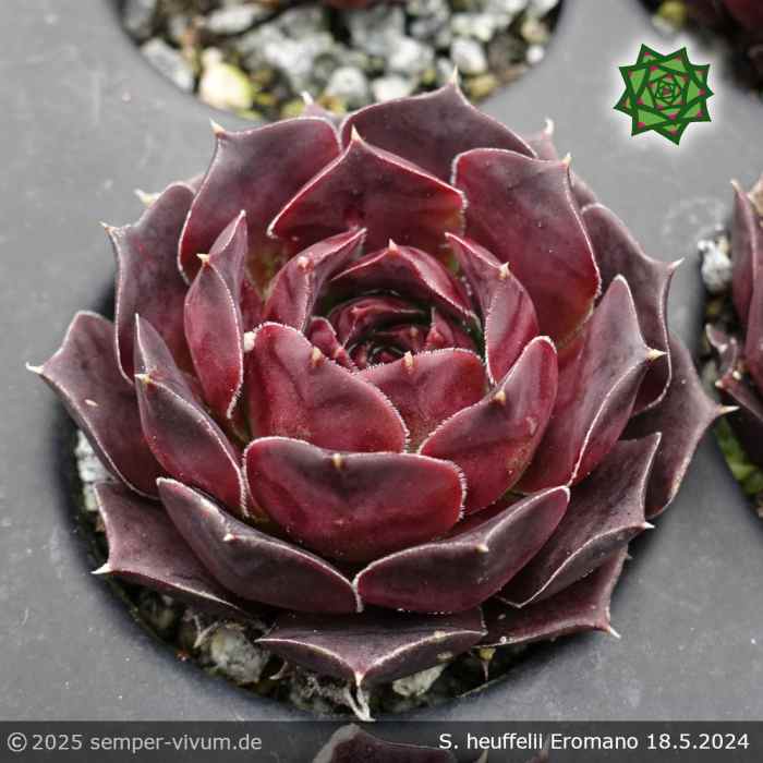 Sempervivum heuffelii 'Eromano'