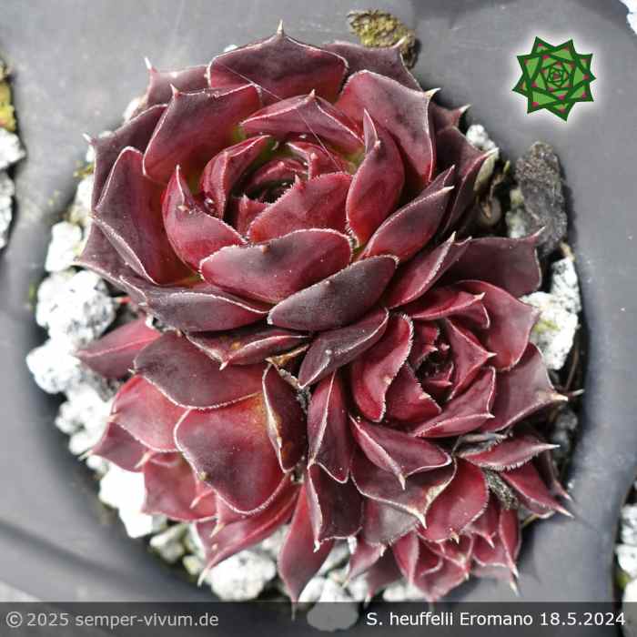 Sempervivum heuffelii 'Eromano'