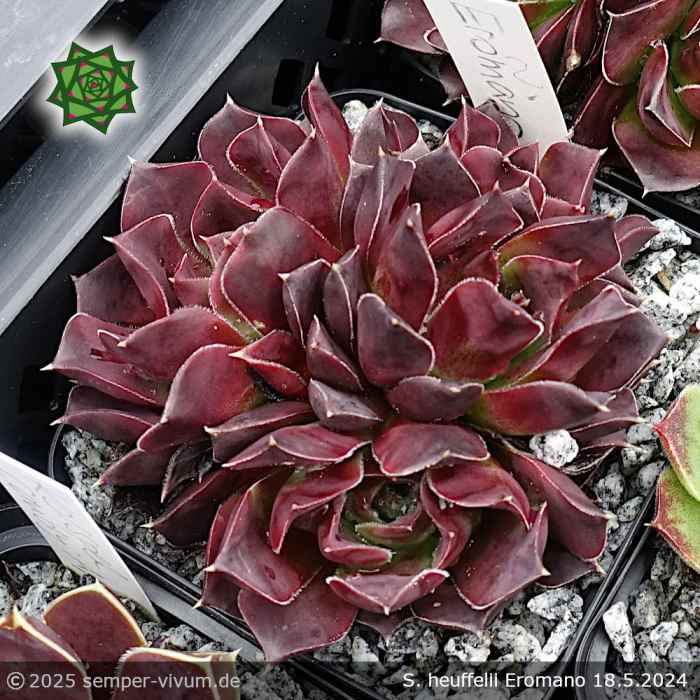 Sempervivum heuffelii 'Eromano'