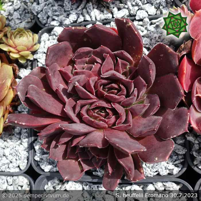 Sempervivum heuffelii 'Eromano'