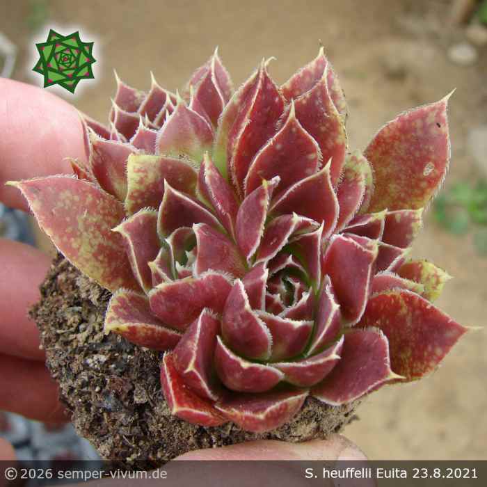 Sempervivum heuffelii 'Euita'