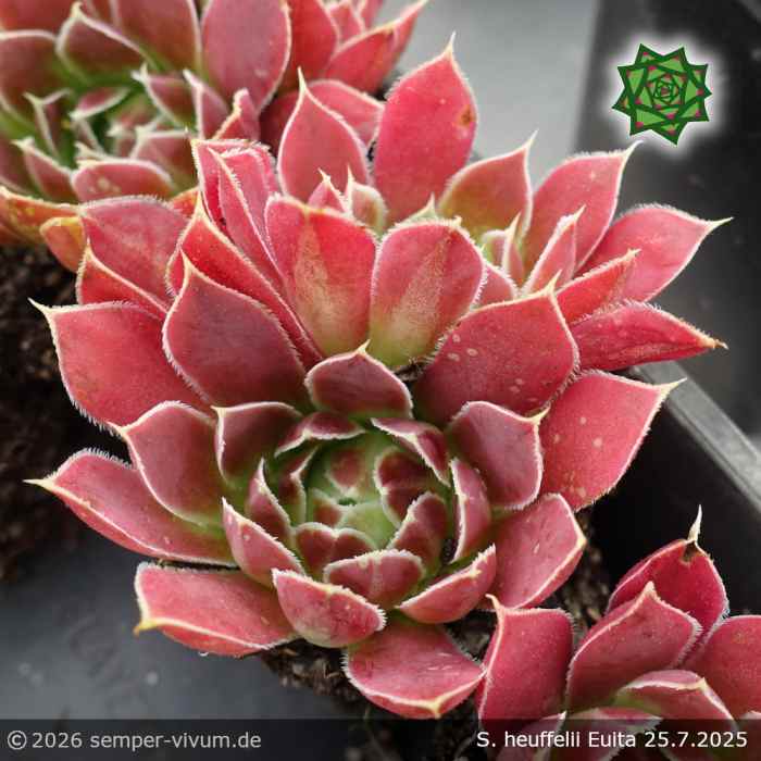 Sempervivum heuffelii 'Euita'