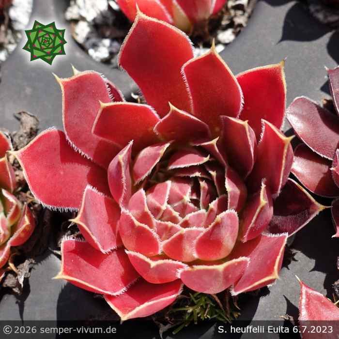 Sempervivum heuffelii 'Euita'