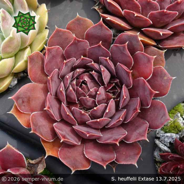 Sempervivum heuffelii 'Extase'
