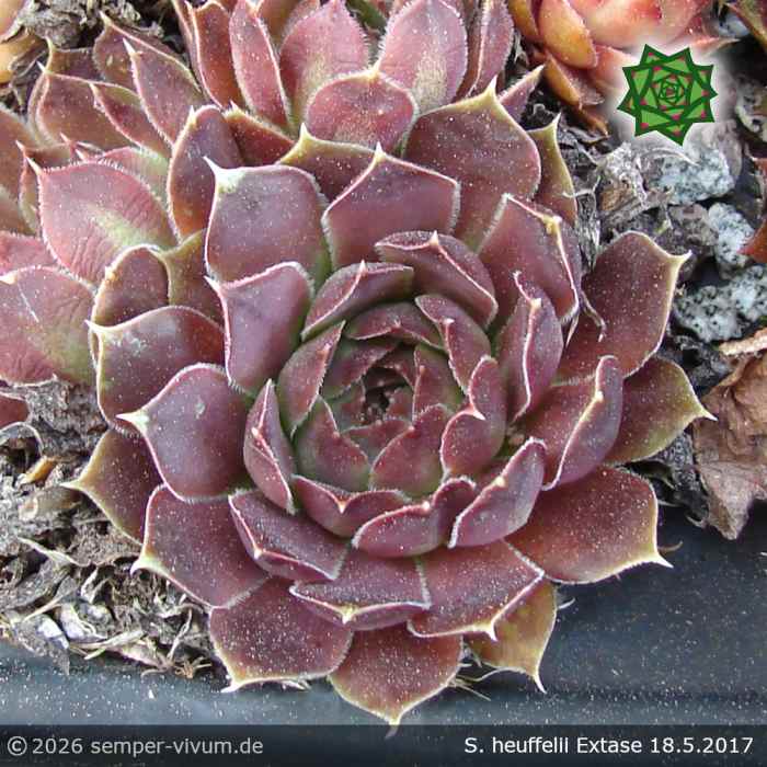 Sempervivum heuffelii 'Extase'