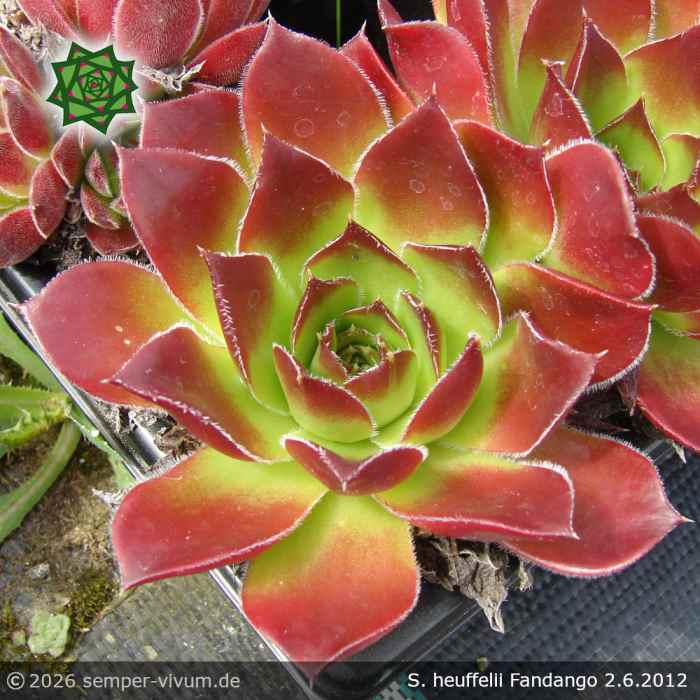 Sempervivum heuffelii 'Fandango'