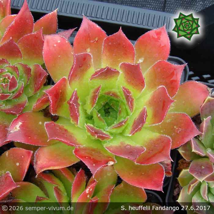 Sempervivum heuffelii 'Fandango'