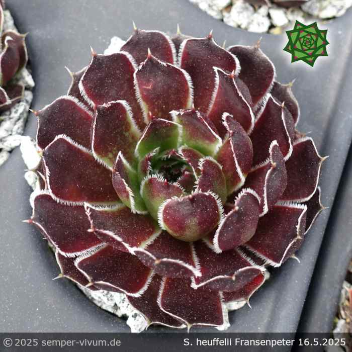 Sempervivum heuffelii 'Fransenpeter'