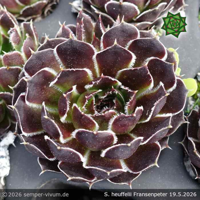 Sempervivum heuffelii 'Fransenpeter'