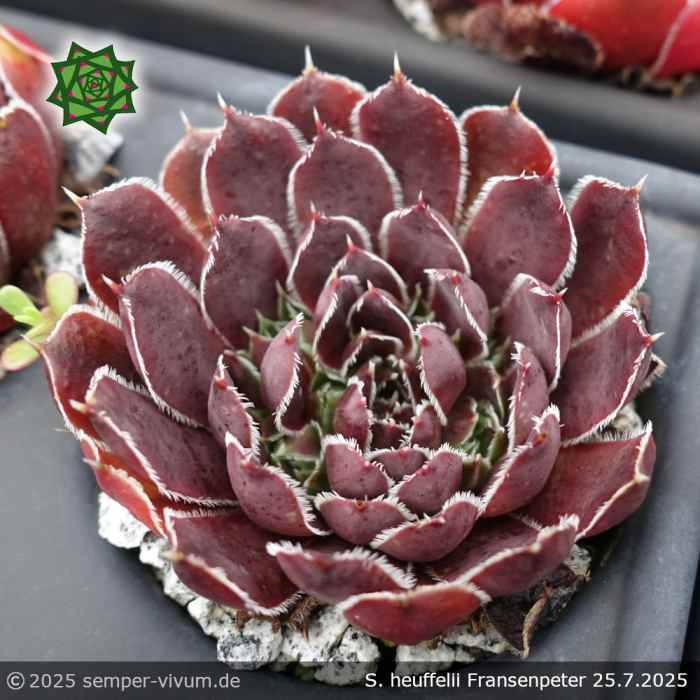 Sempervivum heuffelii 'Fransenpeter'
