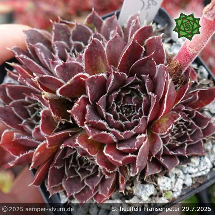 Sempervivum heuffelii 'Fransenpeter'