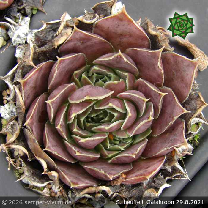 Sempervivum heuffelii 'Galakroon'