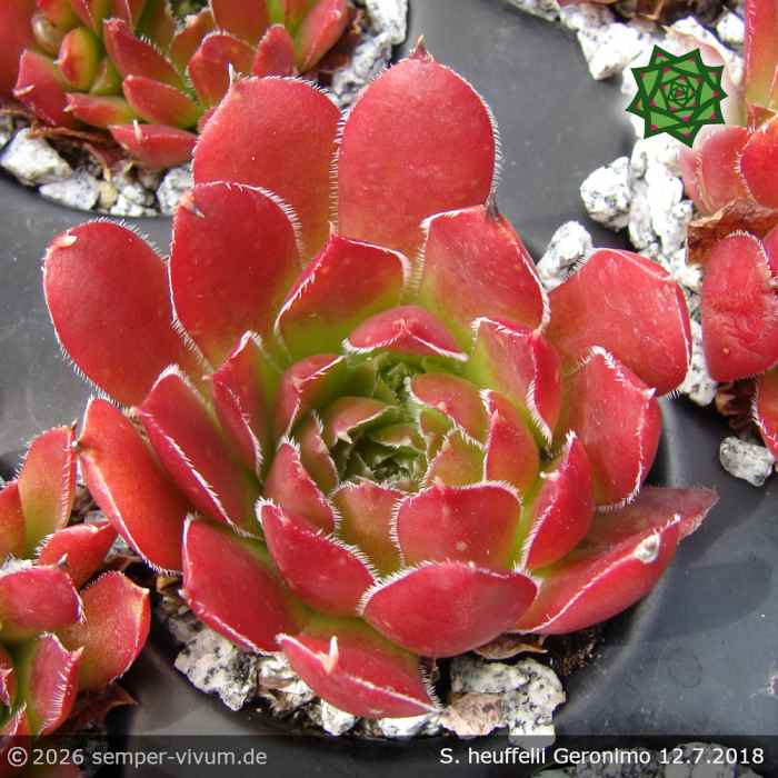 Sempervivum heuffelii 'Geronimo'