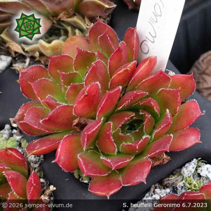 Sempervivum heuffelii 'Geronimo'