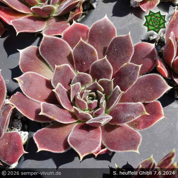 Sempervivum heuffelii 'Ghibli'