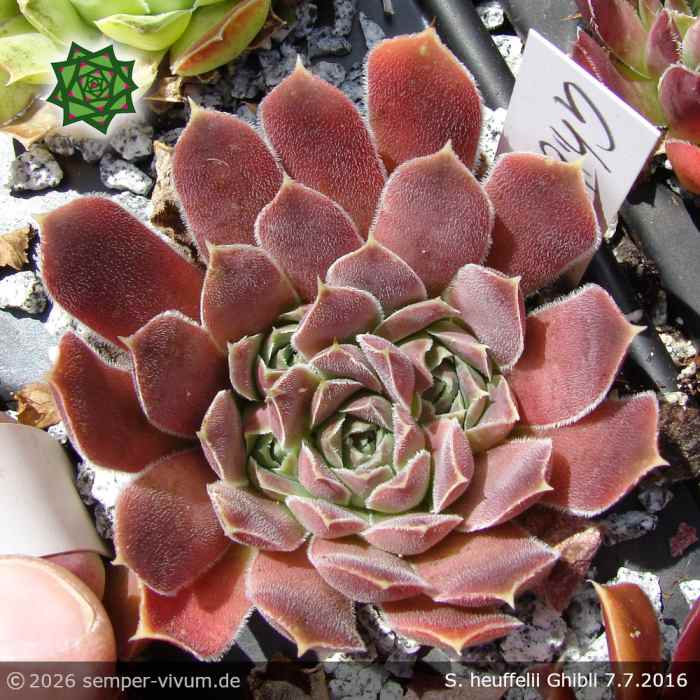 Sempervivum heuffelii 'Ghibli'