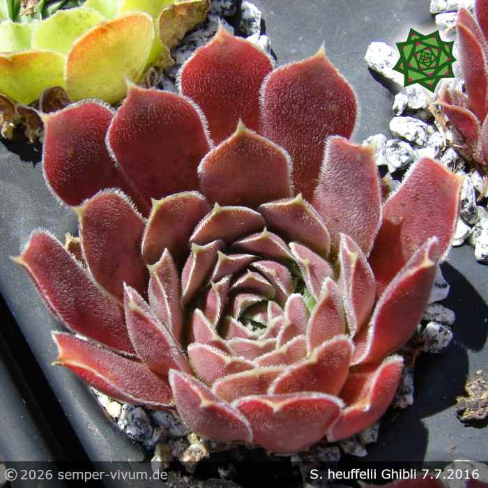 Sempervivum heuffelii 'Ghibli'