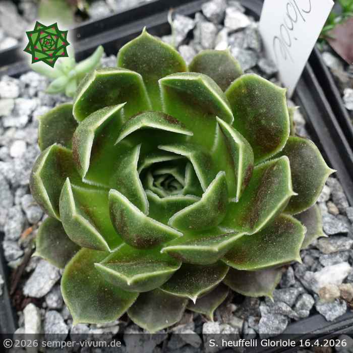 Sempervivum heuffelii 'Gloriole'