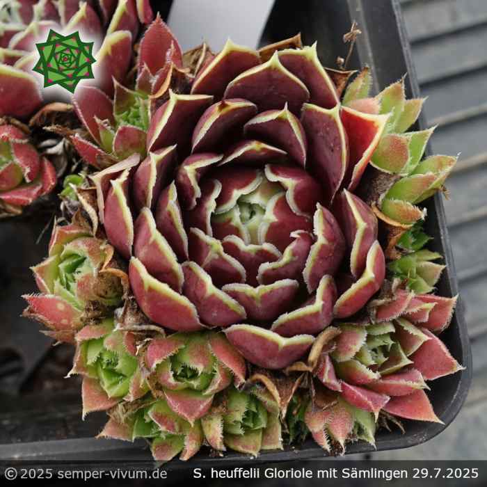 Sempervivum heuffelii 'Gloriole'