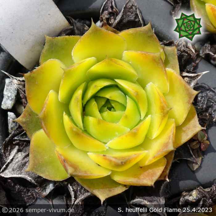 Sempervivum heuffelii 'Gold Flame'