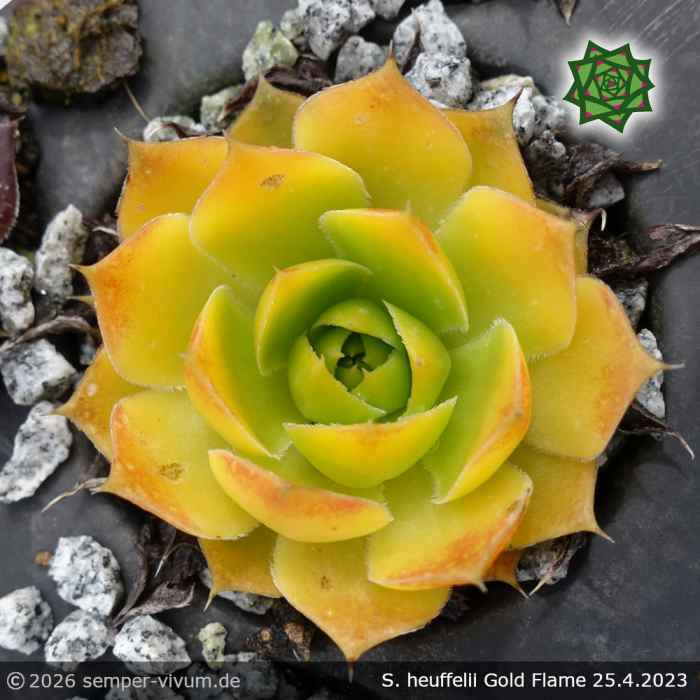 Sempervivum heuffelii 'Gold Flame'