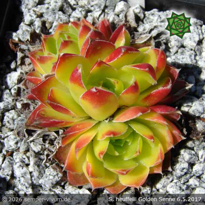 Sempervivum heuffelii 'Golden Senne'