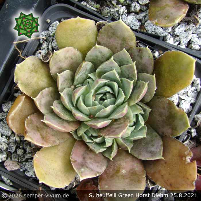 Sempervivum heuffelii 'Green Horst Diehm'