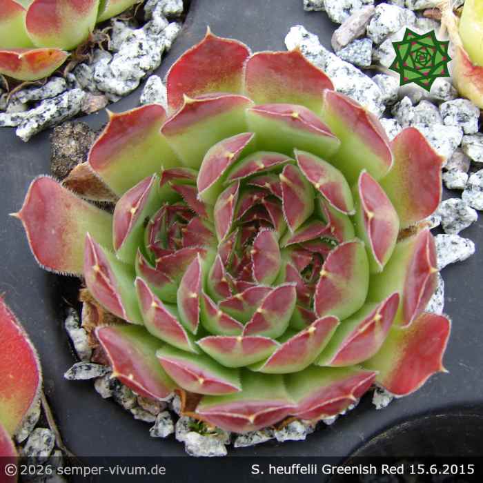 Sempervivum heuffelii 'Greenish Red'