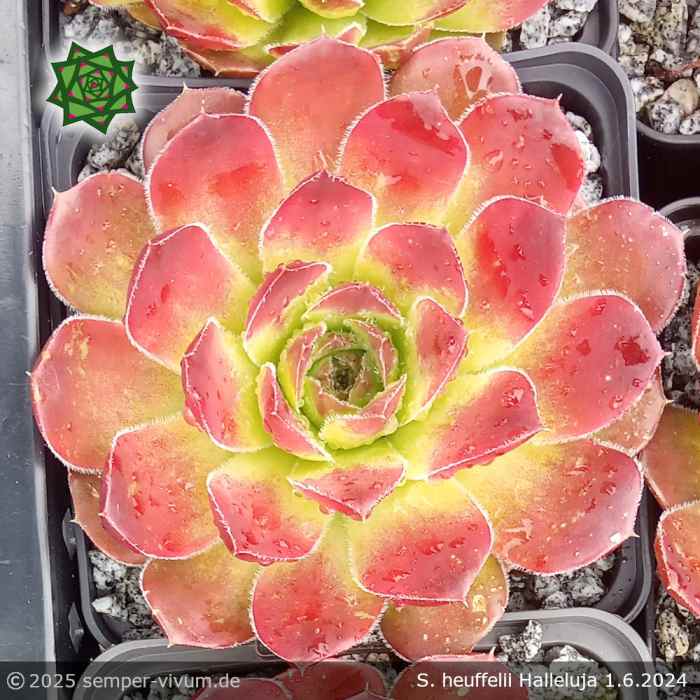 Sempervivum heuffelii 'Halleluja'