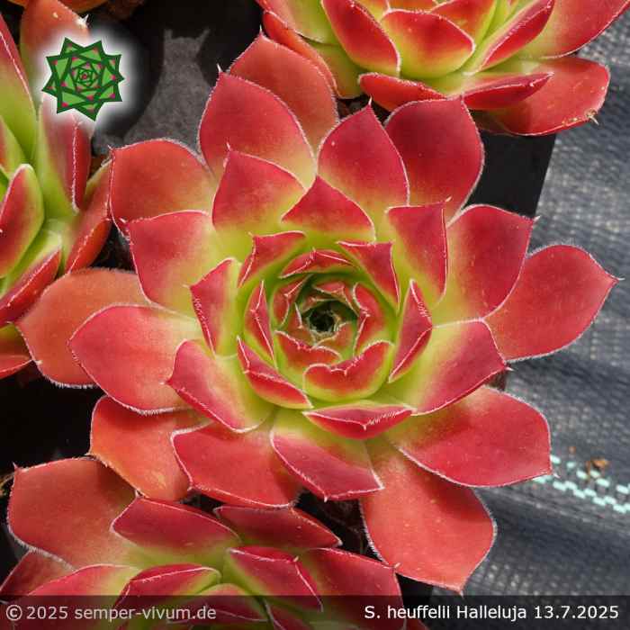 Sempervivum heuffelii 'Halleluja'