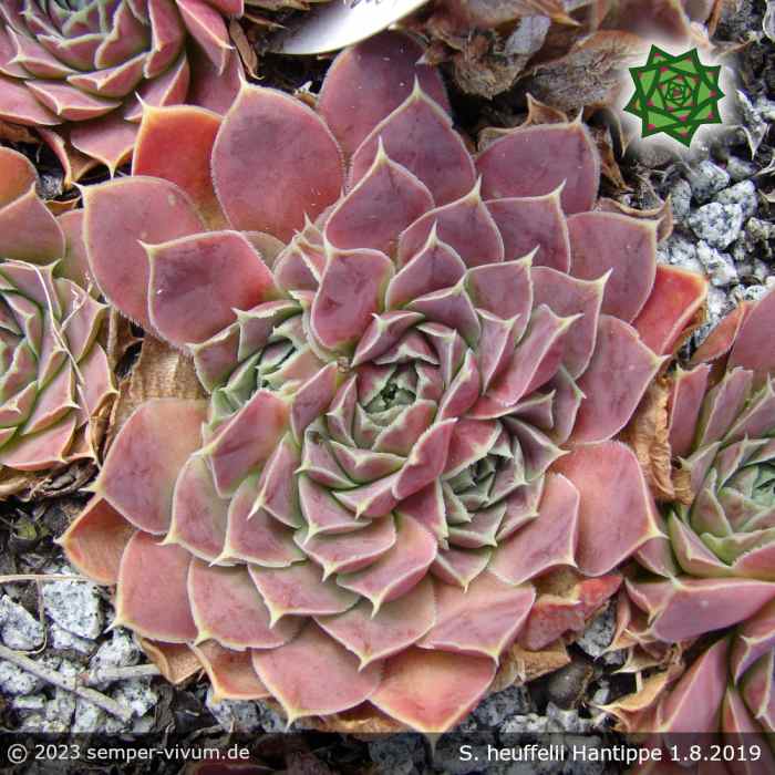 Sempervivum heuffelii 'Hantippe'