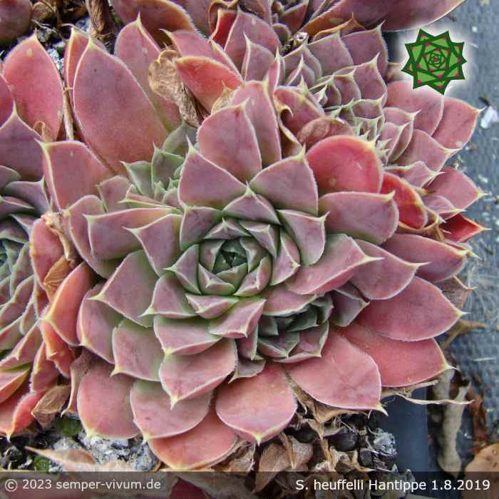 Sempervivum heuffelii 'Hantippe'