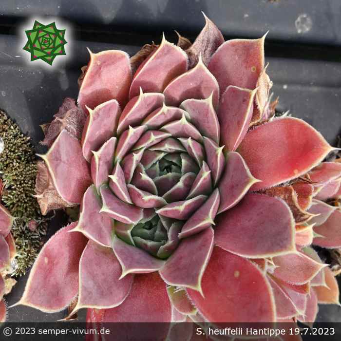 Sempervivum heuffelii 'Hantippe'