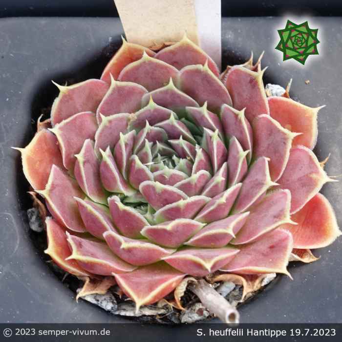 Sempervivum heuffelii 'Hantippe'
