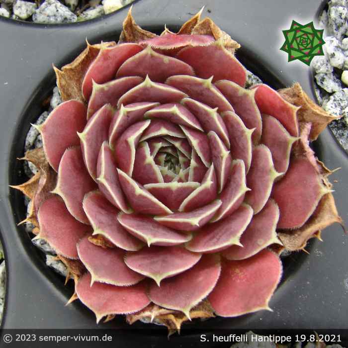Sempervivum heuffelii 'Hantippe'