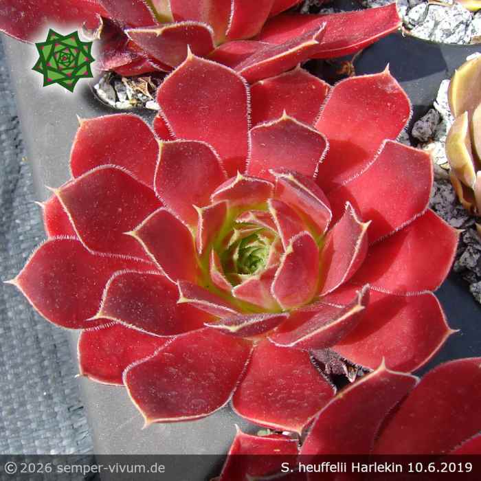 Sempervivum heuffelii 'Harlekin'