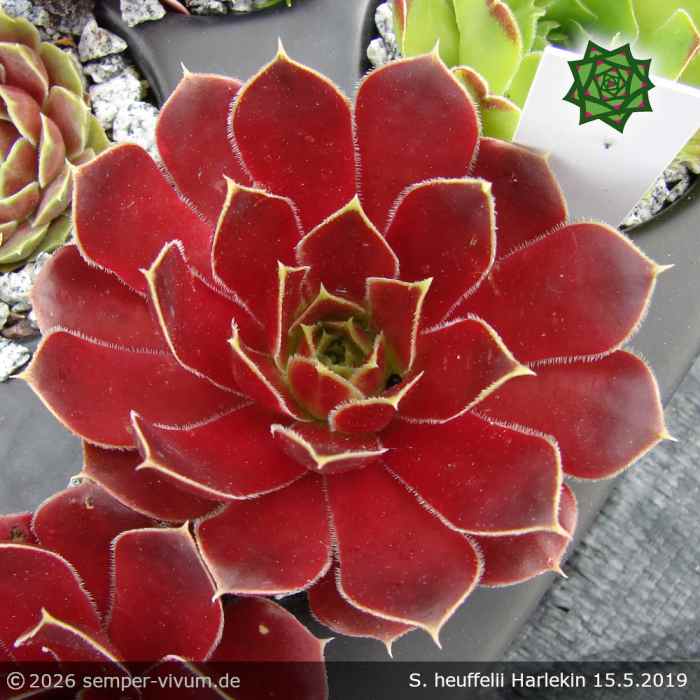 Sempervivum heuffelii 'Harlekin'