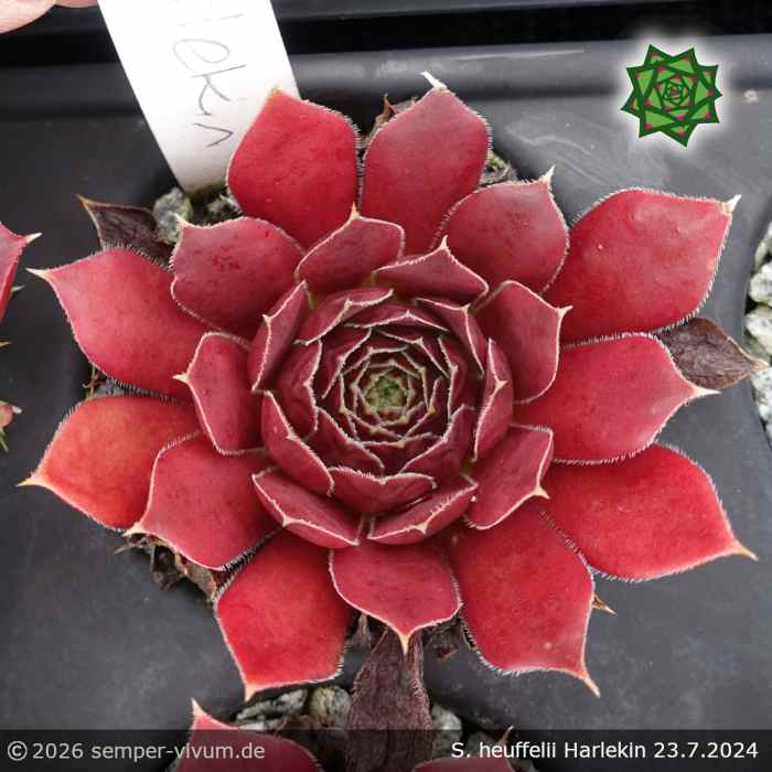 Sempervivum heuffelii 'Harlekin'