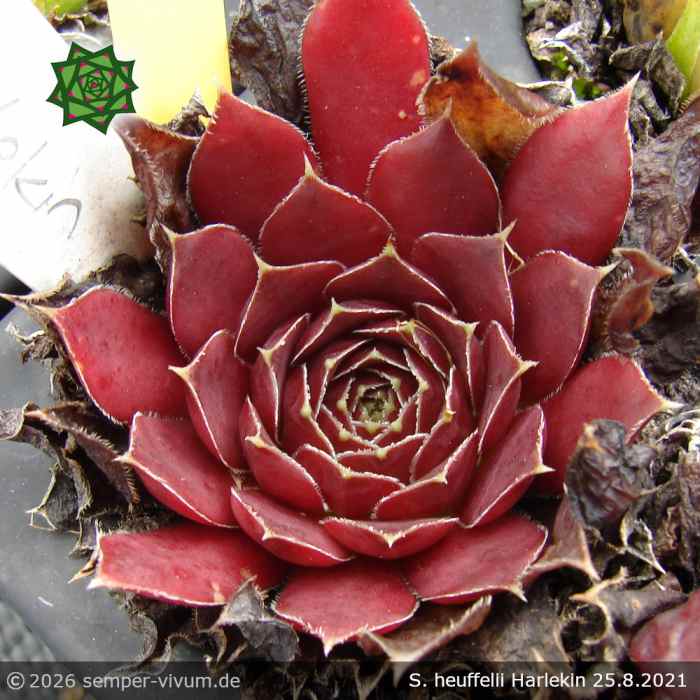 Sempervivum heuffelii 'Harlekin'